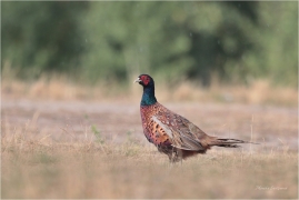 <p>BAŽANT OBECNÝ (Phasianus colchicus) Mladá Boleslav-Radouč /Common pheasant - Fasan/</p>